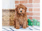 Goldendoodle (Miniature) PUPPY FOR SALE ADN-793792 - Goldendoodle Puppy