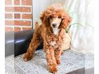 Poodle (Toy) PUPPY FOR SALE ADN-793800 - Miniature Poodle puppy