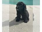 Goldendoodle (Miniature) PUPPY FOR SALE ADN-793805 - Rhynes Goldendoodles