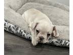 French Bulldog PUPPY FOR SALE ADN-793807 - French Bulldog puppy