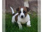 Jack Russell Terrier-Shih Tzu Mix PUPPY FOR SALE ADN-793814 - Jack Russell Mix