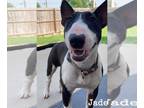 Bull Terrier PUPPY FOR SALE ADN-793832 - Jade 2 yr old akc bull terrier full