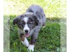 Miniature Australian Shepherd PUPPY FOR SALE ADN-793837 - mini Aussie pups and