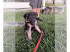 German Shepherd Dog PUPPY FOR SALE ADN-793839 - German Shepherd