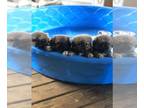 Pekingese PUPPY FOR SALE ADN-793845 - Pekingese puppies