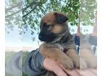 Australian Cattle Dog-German Shepherd Dog Mix PUPPY FOR SALE ADN-793850 -
