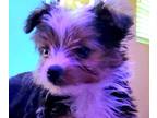Yorkshire Terrier PUPPY FOR SALE ADN-793851 - Female Yorkie Parti puppy