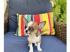 Chihuahua PUPPY FOR SALE ADN-793852 - Rosies Pups