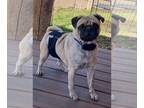 Pug PUPPY FOR SALE ADN-793854 - Brindle male proven stud