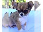 Chihuahua PUPPY FOR SALE ADN-793855 - Rosies Pups