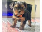 Yorkshire Terrier PUPPY FOR SALE ADN-793856 - Yorkshire Terrier Puppies