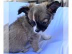 Chihuahua PUPPY FOR SALE ADN-793857 - Rosies Pups
