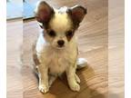 Chihuahua PUPPY FOR SALE ADN-793858 - Rosies Pups