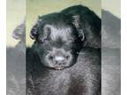 German Shepherd Dog PUPPY FOR SALE ADN-793872 - Solid Black