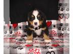 Bernese Mountain Dog PUPPY FOR SALE ADN-793880 - AKC Bernese Mountain Dog