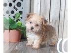 Yo-Chon PUPPY FOR SALE ADN-793883 - Rocky Teacup puppy