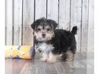 Yo-Chon PUPPY FOR SALE ADN-793884 - Cole Yochon puppy