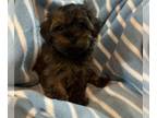 Morkie PUPPY FOR SALE ADN-793885 - Male Morkie Puppy