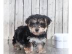 Yo-Chon PUPPY FOR SALE ADN-793886 - Bean Yochon puppy