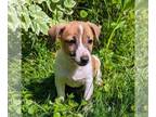 Jack Russell Terrier PUPPY FOR SALE ADN-793895 - Adorable Irish Jack Russell
