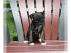 Boxer PUPPY FOR SALE ADN-793899 - AKC Boxer For Sale Fredericksburg OH