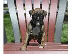 Boxer PUPPY FOR SALE ADN-793901 - AKC Boxer For Sale Fredericksburg OH