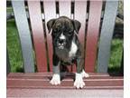 Boxer PUPPY FOR SALE ADN-793902 - AKC Boxer For Sale Fredericksburg OH