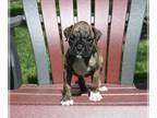 Boxer PUPPY FOR SALE ADN-793904 - AKC Boxer For Sale Fredericksburg OH