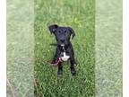 German Shorthaired Pointer PUPPY FOR SALE ADN-793905 - Adorable Male German