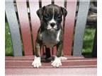 Boxer PUPPY FOR SALE ADN-793907 - AKC Boxer For Sale Fredericksburg OH