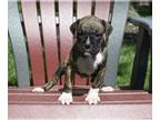 Boxer PUPPY FOR SALE ADN-793913 - AKC Boxer For Sale Fredericksburg OH