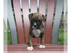 Boxer PUPPY FOR SALE ADN-793916 - AKC Boxer For Sale Fredericksburg OH