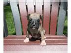 Boxer PUPPY FOR SALE ADN-793918 - AKC Boxer For Sale Fredericksburg OH