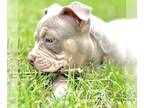 American Bully PUPPY FOR SALE ADN-793959 - American Bully Puppy ABKC Lilac MALE