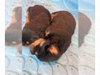 Rottweiler PUPPY FOR SALE ADN-793961 - AKC Rottweiler puppies