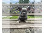French Bulldog PUPPY FOR SALE ADN-793987 - AKC French bulldog