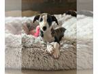 Whippet PUPPY FOR SALE ADN-793989 - Vegas