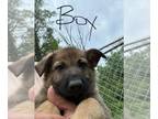 German Shepherd Dog PUPPY FOR SALE ADN-794007 - German Shepherd puppies