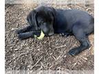 Labrador Retriever PUPPY FOR SALE ADN-794024 - AKC black lab female