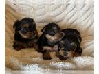 Yorkshire Terrier PUPPY FOR SALE ADN-794097 - Yorkie Puppies