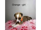 Adopt Orange Female a Pit Bull Terrier, Australian Shepherd