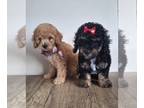 Poodle (Toy) PUPPY FOR SALE ADN-794125 - Toy Poodle