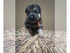German Shepherd Dog PUPPY FOR SALE ADN-794134 - Happy