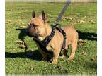 French Bulldog PUPPY FOR SALE ADN-794136 - French Bulldog