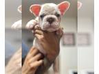 French Bulldog PUPPY FOR SALE ADN-794139 - 8 Week Old Lilac Merle Male French