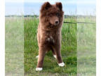 Siberian Husky PUPPY FOR SALE ADN-794142 - Wooly Akc Siberian Husky