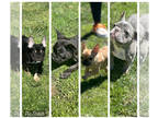 French Bulldog PUPPY FOR SALE ADN-794143 - 4 Female Frenchies