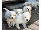 Great Pyrenees PUPPY FOR SALE ADN-794147 - Great Pyrenees Litter