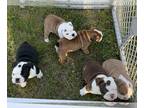 Bulldog PUPPY FOR SALE ADN-794148 - English Bulldog Puppies Available AKC