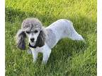 Poodle (Miniature) DOG FOR ADOPTION ADN-794004 - AKC 4 year old Female Poodle to